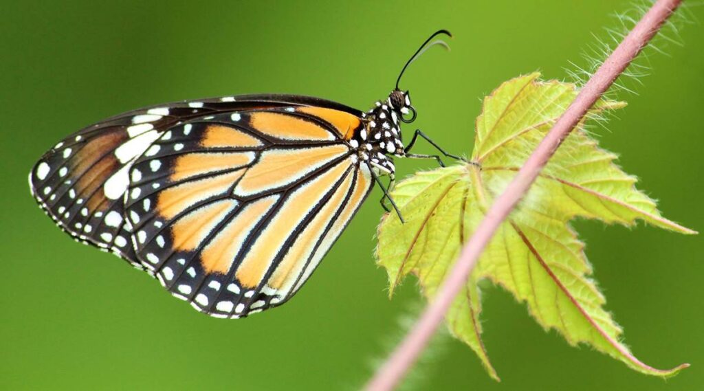 BERANI BERUBAH, BERANI BANGKIT, DAN BERANI BERBENAH. -Renungan APP 5 Maret 2021